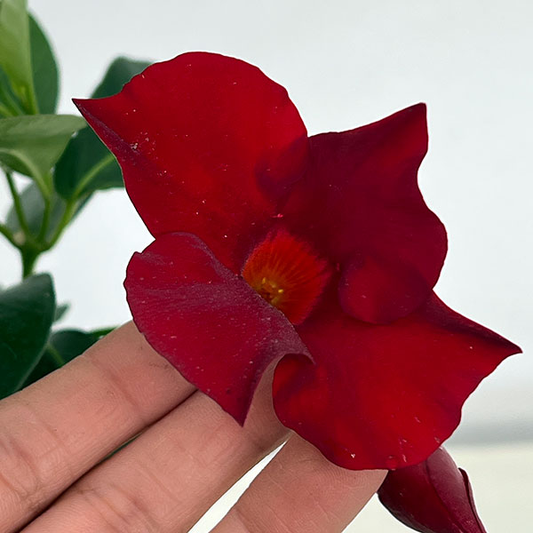 マンデビラ：サマーラッシュ ディープレッド3.5号ポット