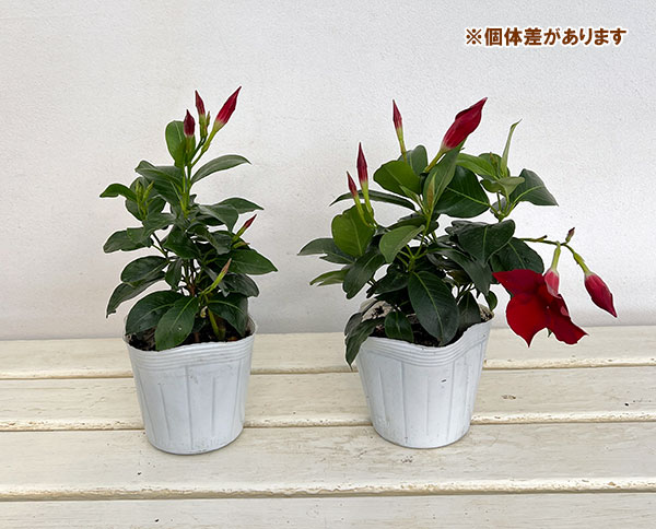 マンデビラ：サマーラッシュ ディープレッド3.5号ポット