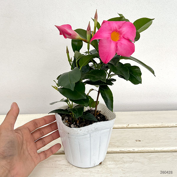 マンデビラ：サマーラッシュ ピンク3.5号ポット