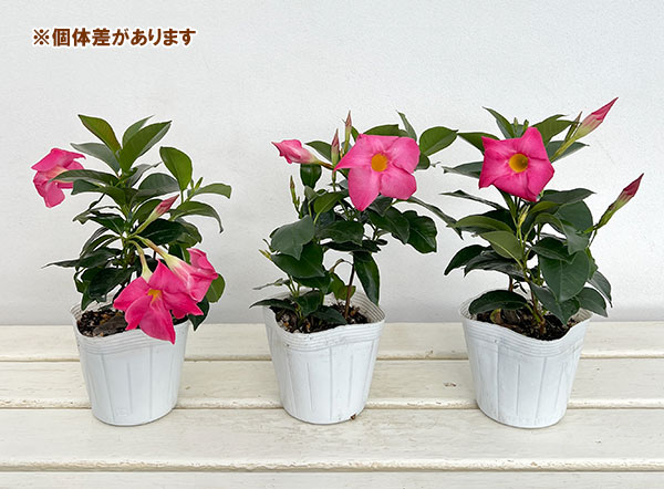 マンデビラ：サマーラッシュ ピンク3.5号ポット