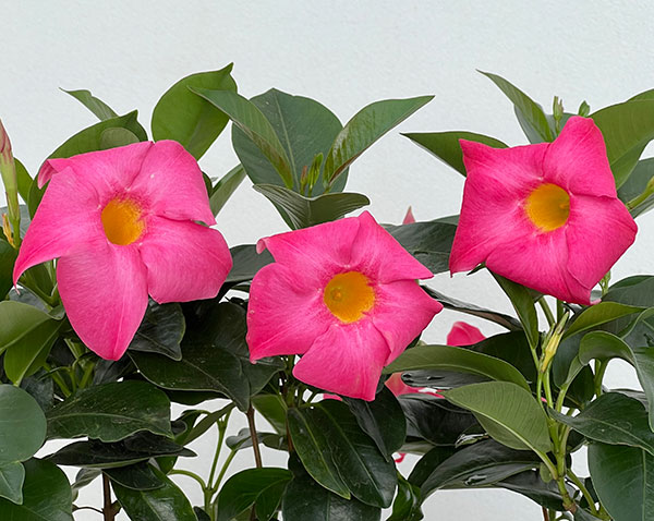 マンデビラ：サマーラッシュ ピンク3.5号ポット