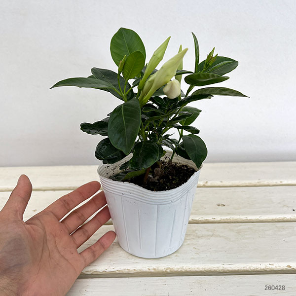 マンデビラ：サマーラッシュ ホワイト3.5号ポット