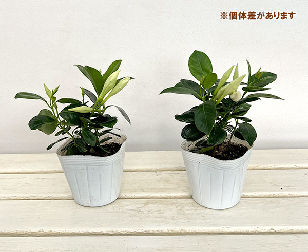 マンデビラ：サマーラッシュ ホワイト3.5号ポット