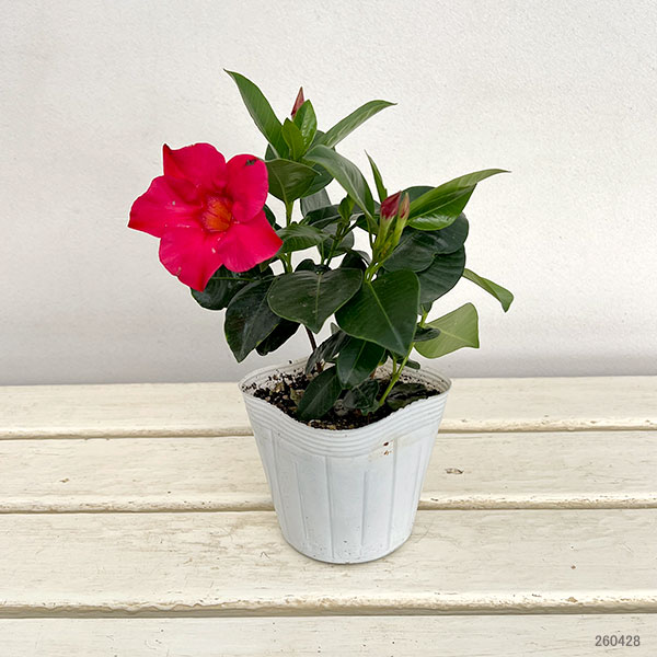 マンデビラ：サマーラッシュ ホットピンク3.5号ポット