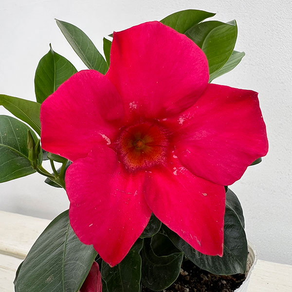 マンデビラ：サマーラッシュ ホットピンク3.5号ポット