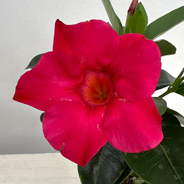 マンデビラ：サマーラッシュ ホットピンク3.5号ポット