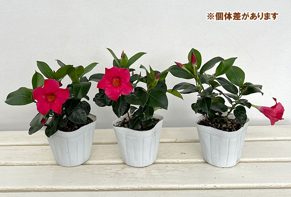 マンデビラ：サマーラッシュ ホットピンク3.5号ポット