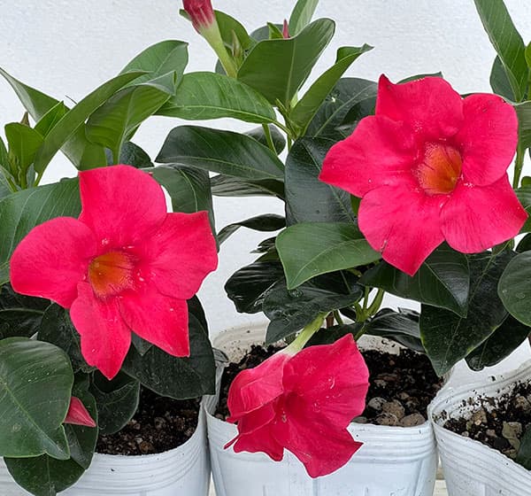 マンデビラ：サマーラッシュ ホットピンク3.5号ポット