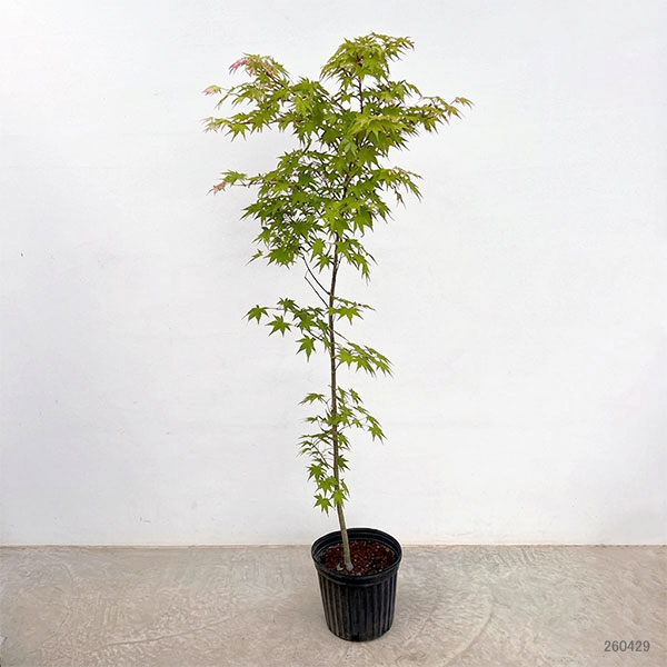 モミジ：旭鶴（アサヒヅル）7号鉢植え