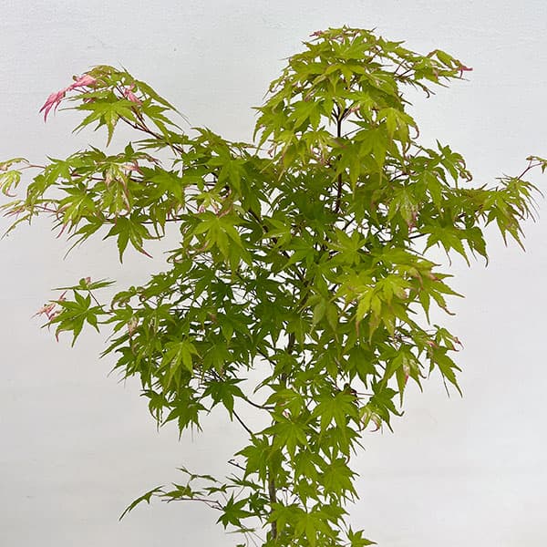 モミジ：旭鶴（アサヒヅル）7号鉢植え