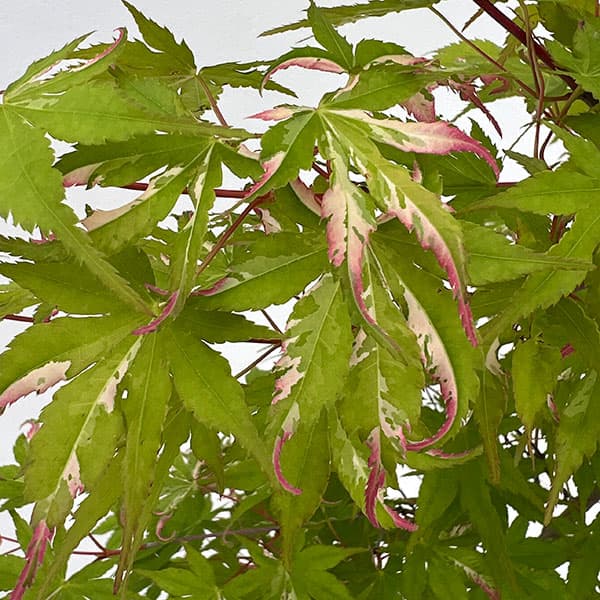 モミジ：旭鶴（アサヒヅル）7号鉢植え