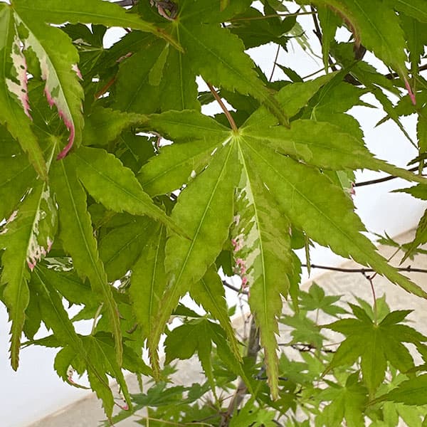 モミジ：旭鶴（アサヒヅル）7号鉢植え