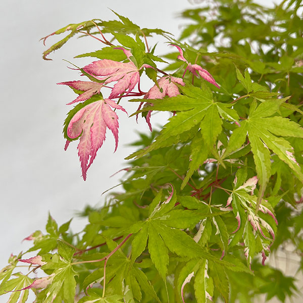 モミジ：旭鶴（アサヒヅル）7号鉢植え