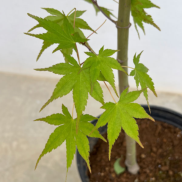 モミジ：旭鶴（アサヒヅル）7号鉢植え