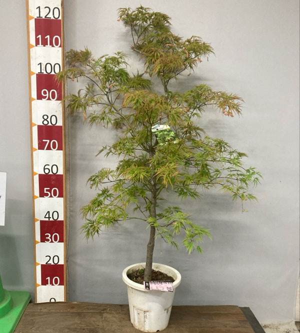 モミジ：青枝垂れ（アオシダレ）8号鉢植え