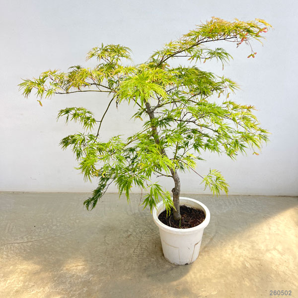 モミジ:青枝垂れ(アオシダレ)8号鉢植え