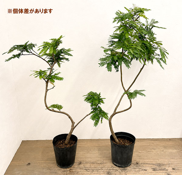 エバーフレッシュ 7号ポット**