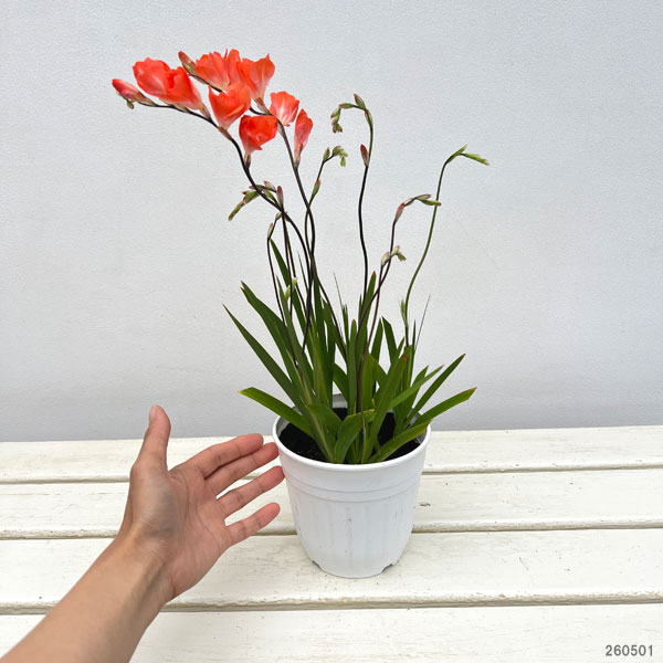 （わけあり特価）トリトニア：オレンジ4.5号鉢植え