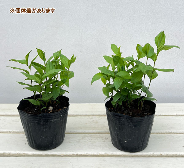 ホウチャクソウ：黄花4号ポット