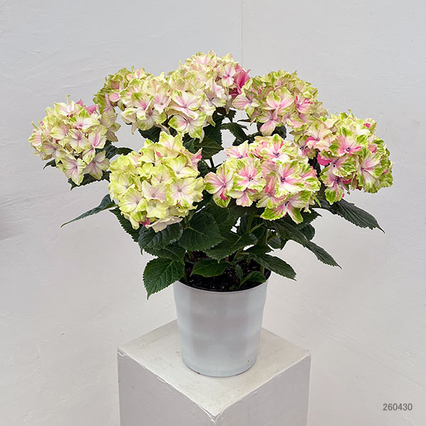 園芸ネット本店｜アジサイ：ミルキーウェイ ピンク6号鉢植え の通販