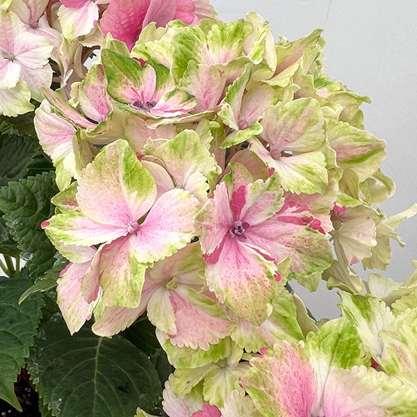 （わけあり特価）アジサイ：ミルキーウェイ　ピンク6号鉢植え