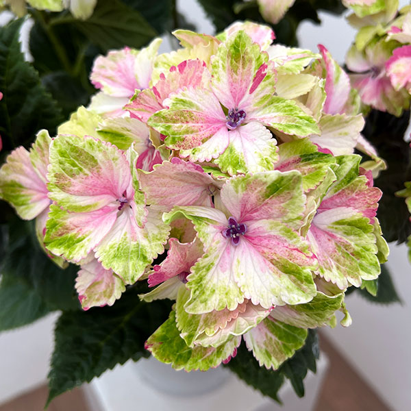（わけあり特価）アジサイ：ミルキーウェイ　ピンク6号鉢植え