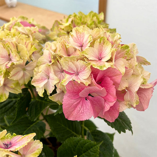 （わけあり特価）アジサイ：ミルキーウェイ　ピンク6号鉢植え