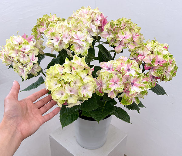 （わけあり特価）アジサイ：ミルキーウェイ　ピンク6号鉢植え