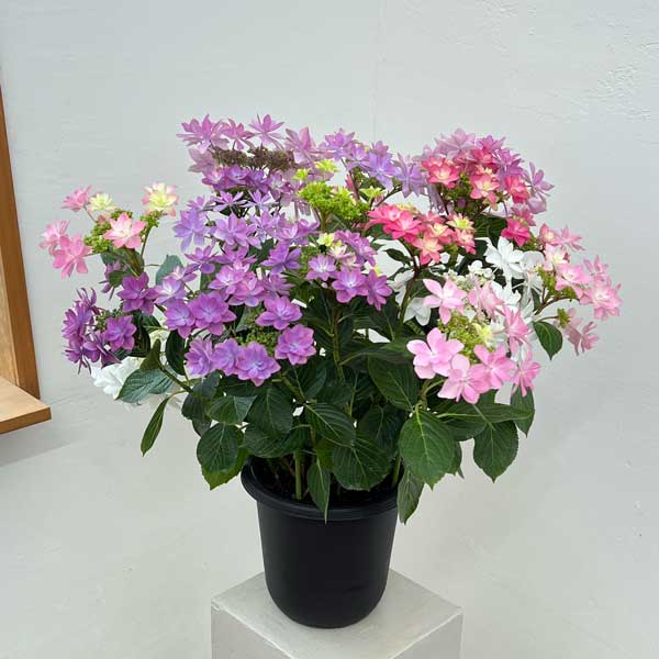 アジサイ：KAMOセレクション5色植え・7号鉢植え