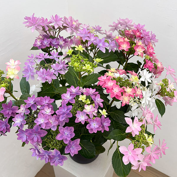 アジサイ：KAMOセレクション5色植え・7号鉢植え
