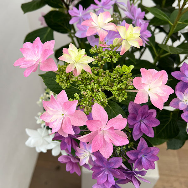 アジサイ：KAMOセレクション5色植え・7号鉢植え