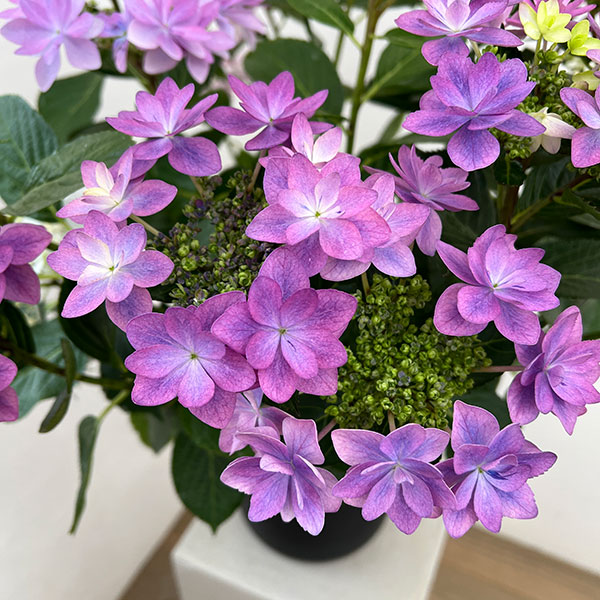 アジサイ：KAMOセレクション5色植え・7号鉢植え