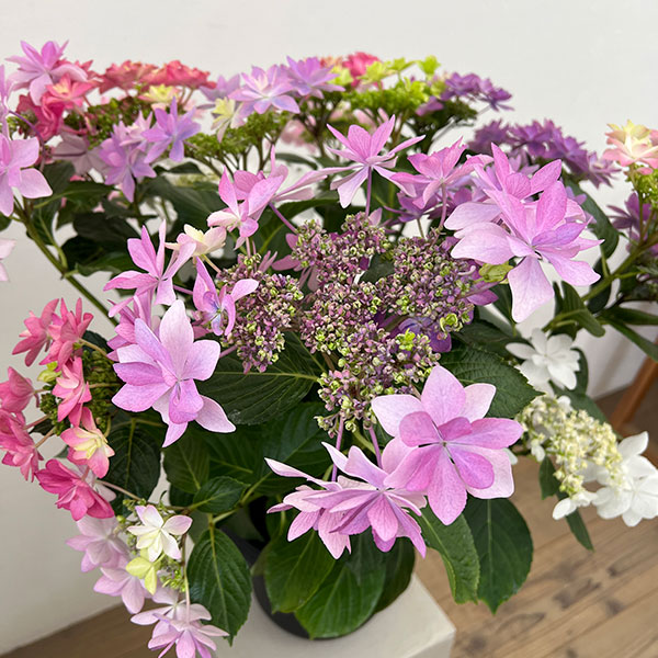 アジサイ：KAMOセレクション5色植え・7号鉢植え