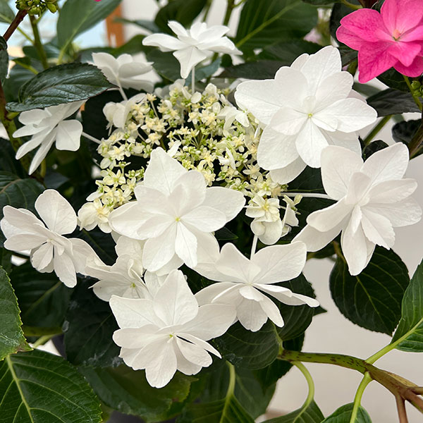 アジサイ：KAMOセレクション5色植え・7号鉢植え
