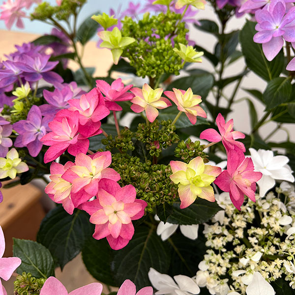 アジサイ：KAMOセレクション5色植え・7号鉢植え