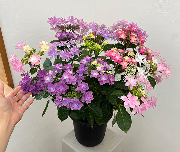 アジサイ：KAMOセレクション5色植え・7号鉢植え
