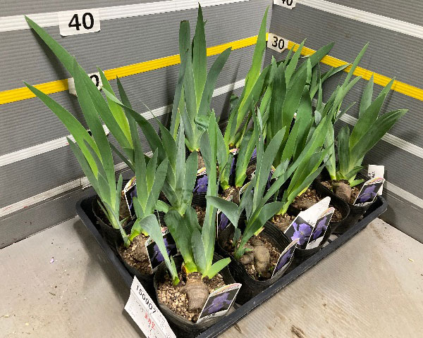 ジャーマンアイリス：プロトコール4.5号ポット