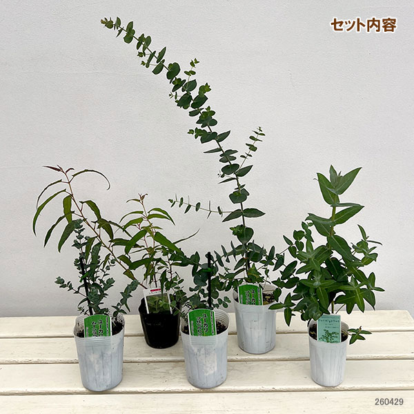 (わけあり特価)ユーカリバラエティ5種セット