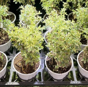 ハクチョウゲ(白丁花):斑入り4号鉢植え