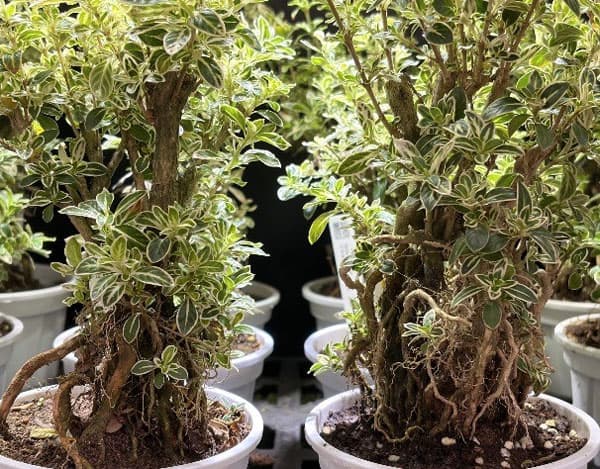 ハクチョウゲ(白丁花):斑入り4号鉢植え