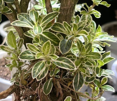 ハクチョウゲ(白丁花):斑入り4号鉢植え