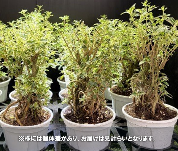 ハクチョウゲ(白丁花):斑入り4号鉢植え
