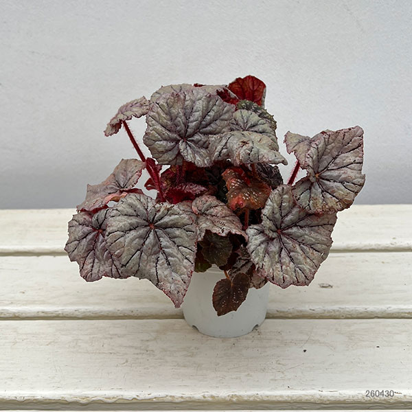 レックスベゴニア：クロスティ3号ポット