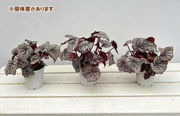 レックスベゴニア：クロスティ3号ポット