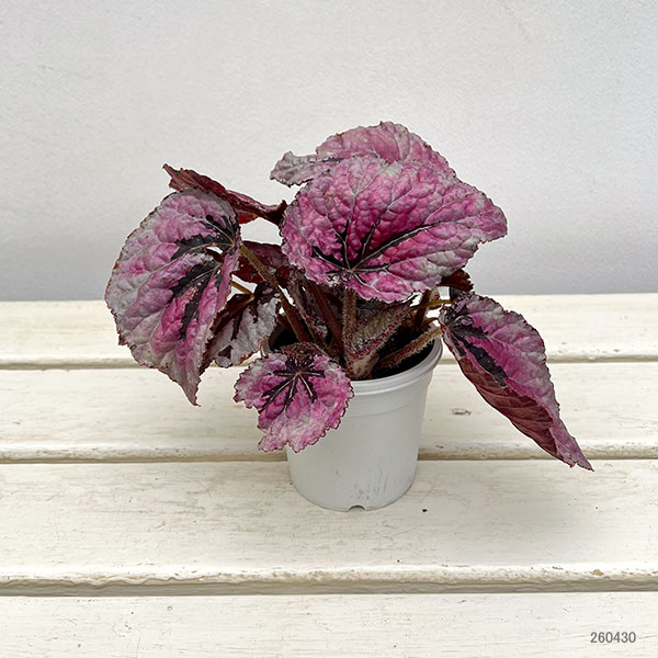 レックスベゴニア：ミロド3号ポット