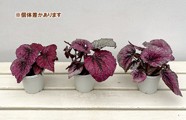 レックスベゴニア：ミロド3号ポット