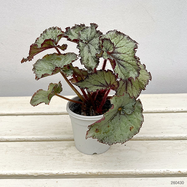 レックスベゴニア：カーリースターダスト3号ポット