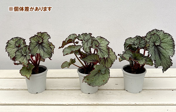 レックスベゴニア：カーリースターダスト3号ポット