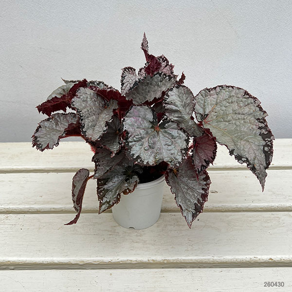 レックスベゴニア：シルバークイーン3号ポット