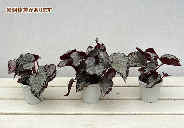 レックスベゴニア：シルバークイーン3号ポット